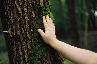 Ormanda insan eli yosunların dokunuşu. Çevreye önem vermek. Ekoloji. Dünyayı kurtarma ve doğayı sevme kavramı.