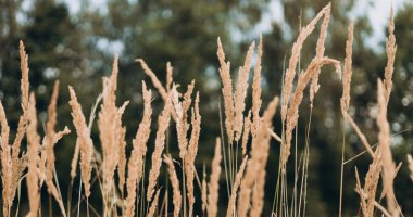 Yumuşak bitkilerin soyut doğal arkaplanı Cortaderia selloana. Bulanık bir bokeh üzerinde buzlu otlar, kuru sazlıklar boho stili. Uzun otların kabarık kökleri