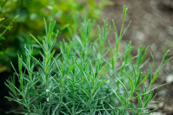 Rosemary Herb dışarıda yetişiyor. Green Rosemary yakın plandan ayrılıyor. Taze organik tatlandırıcı bitkiler yetişiyor. Baharatlar, doğanın sağlıklı tatları, yemek pişirme konsepti. Yiyecek için gerekli malzemeler.