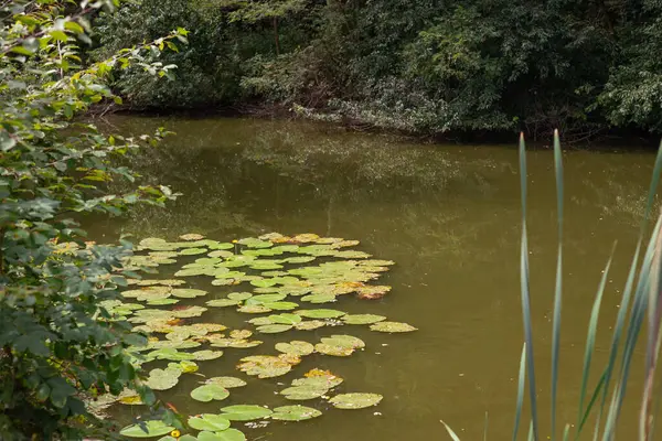 Nilüferli gölet. Parktaki bataklık manzarası.