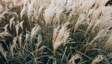 Yumuşak bitkilerin soyut doğal arkaplanı Cortaderia selloana. Pampas otları bulanık bir bokeh, kuru sazlıklar boho stili. Sonbaharda uzun otların kabarık kökleri