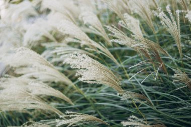 Yumuşak bitkilerin soyut doğal arkaplanı Cortaderia selloana. Pampas otları bulanık bir bokeh, kuru sazlıklar boho stili. Sonbaharda uzun otların kabarık kökleri
