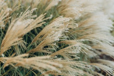 Yumuşak bitkilerin soyut doğal arkaplanı Cortaderia selloana. Pampas otları bulanık bir bokeh, kuru sazlıklar boho stili. Sonbaharda uzun otların kabarık kökleri