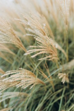 Yumuşak bitkilerin soyut doğal arkaplanı Cortaderia selloana. Pampas otları bulanık bir bokeh, kuru sazlıklar boho stili. Sonbaharda uzun otların kabarık kökleri