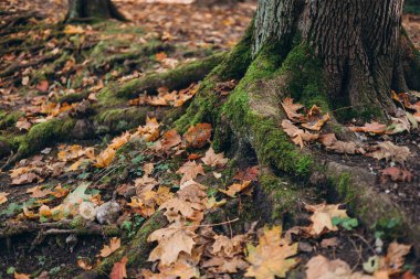 Sonbahar zamanı, ormandaki bir ağaç gövdesinin köklerinde büyüyen yeşil yosunlar. Doğa sancağı
