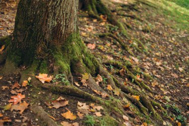 Sonbahar zamanı, ormandaki bir ağaç gövdesinin köklerinde büyüyen yeşil yosunlar. Doğa sancağı