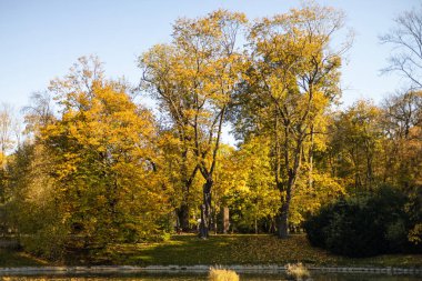 Sonbahar manzarası. Güneşli sonbahar parkında parlak altın yapraklı sonbahar ağacı