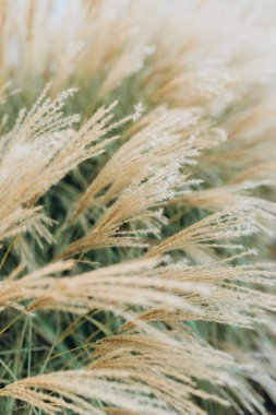 Yumuşak bitkilerin soyut doğal arkaplanı Cortaderia selloana. Pampas otları bulanık bir bokeh, kuru sazlıklar boho stili. Sonbaharda uzun otların kabarık kökleri