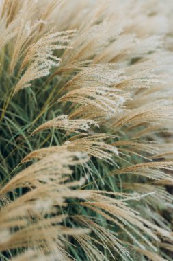 Yumuşak bitkilerin soyut doğal arkaplanı Cortaderia selloana. Pampas otları bulanık bir bokeh, kuru sazlıklar boho stili. Sonbaharda uzun otların kabarık kökleri