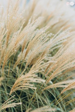 Yumuşak bitkilerin soyut doğal arkaplanı Cortaderia selloana. Pampas otları bulanık bir bokeh, kuru sazlıklar boho stili. Sonbaharda uzun otların kabarık kökleri