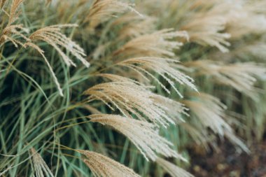 Yumuşak bitkilerin soyut doğal arkaplanı Cortaderia selloana. Pampas otları bulanık bir bokeh, kuru sazlıklar boho stili. Sonbaharda uzun otların kabarık kökleri