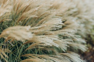 Yumuşak bitkilerin soyut doğal arkaplanı Cortaderia selloana. Pampas otları bulanık bir bokeh, kuru sazlıklar boho stili. Sonbaharda uzun otların kabarık kökleri