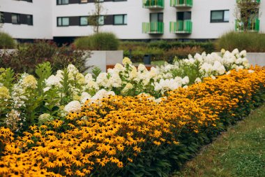 Beyaz Hortensiya ve sarı Coneflawers bir çiçek tarlasında yetişiyor. Tatil köyünün peyzajı. Dinlenme atmosferi