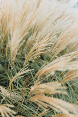 Yumuşak bitkilerin soyut doğal arkaplanı Cortaderia selloana. Pampas otları bulanık bir bokeh, kuru sazlıklar boho stili. Sonbaharda uzun otların kabarık kökleri