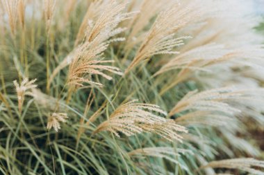 Yumuşak bitkilerin soyut doğal arkaplanı Cortaderia selloana. Pampas otları bulanık bir bokeh, kuru sazlıklar boho stili. Sonbaharda uzun otların kabarık kökleri