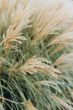 Yumuşak bitkilerin soyut doğal arkaplanı Cortaderia selloana. Pampas otları bulanık bir bokeh, kuru sazlıklar boho stili. Sonbaharda uzun otların kabarık kökleri
