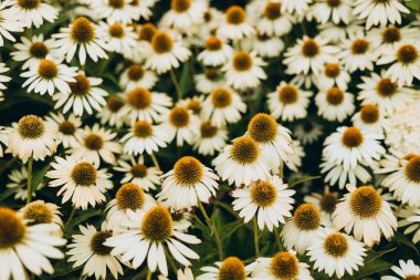 Herbal Echinacea Flowers. Herbal Echinacea or Coneflower flowers in a garden. Close up of a large white daisy, nature banner clipart