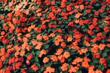 Bahçedeki renkli çiçek. Güzel doğal çiçek arka plan konsepti.