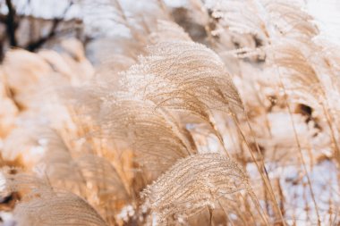 Abstract natural background of soft plants Cortaderia selloana. Frosted pampas grass on a blurry bokeh, Dry reeds boho style. Patterns on the first ice. Fluffy stems of tall grass under snow in winter clipart