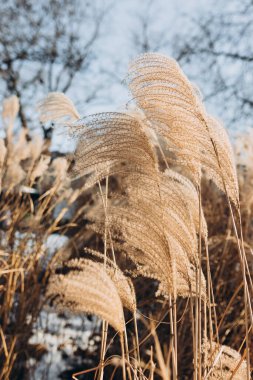 Abstract natural background of soft plants Cortaderia selloana. Frosted pampas grass on a blurry bokeh, Dry reeds boho style. Patterns on the first ice. Fluffy stems of tall grass under snow in winter clipart