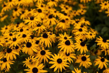 Rudbeckia 'nın parlak sarı çiçekleri, genellikle koni çiçekleri ya da siyah gözlü susanlar olarak bilinir, güneşli bir yaz bahçesinde. Rudbeckia fulgida ya da uzun ömürlü koni çiçekleri açık havada çiçek açıyor