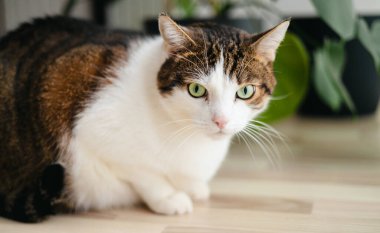 Evcil tekir kedi portresi. Mutlu kedi evde dinleniyor ve kameraya bakıyor