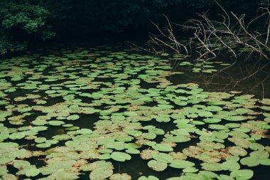 Pond with water lilies. Scenic of swamps in the park. clipart