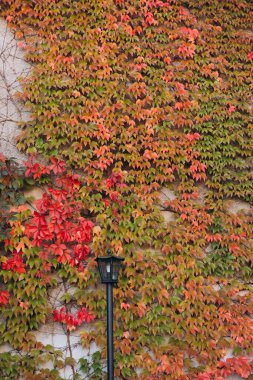 Sarmaşık örgülü bir evin duvarının yanındaki gaz lambası. Manzara tasarımlı bitkiler tırmanıyor. Sonbahar arka planı, sokak feneriyle açık hava sahnesi. Sonbahar sezonu