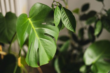 Dekoratif her zaman yeşil olan ev bitkisi canavarının parlak delikli yaprağı. İnce saplı ve ayrık yapraklı egzotik tropikal filodendron