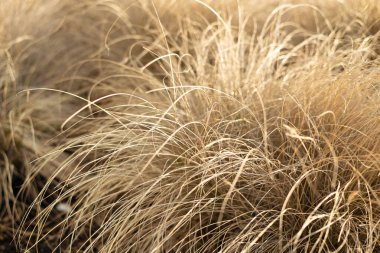 Close-up of dry wild grass tussock. Large ornamental grass in a garden clipart