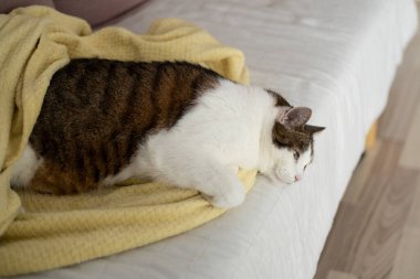 Kanepede hasta bir kedi yatıyor. Kedi sahibini özlüyor. Kedinin duygusal durumu.