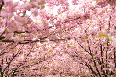 Japon kiraz çiçekleri ilkbaharda açar. Kiraz ağacının pembe çiçekleri.