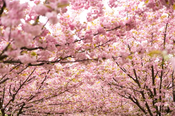 Japon kiraz çiçekleri ilkbaharda açar. Kiraz ağacının pembe çiçekleri.