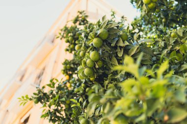 Yeşil mandalinalar ağaçta yetişir. Yeşil dalda olgunlaşmamış turunçgil mandarini. Tropikal doğa arka planı.