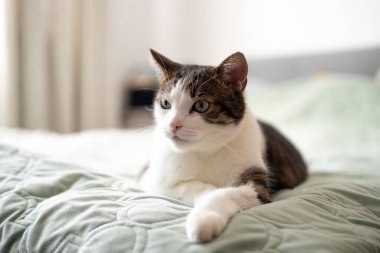 Ev sahibinin yatağında yatıp oynamaktan yorgun ve tembel bir şekilde kameraya bakan yeşil gözlü ev kedisi.