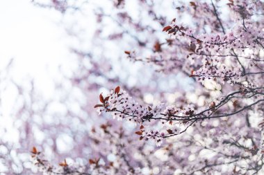 Erik çiçeği ve arka plan mavi gökyüzü bahar mevsiminde.