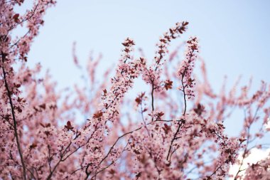 Erik çiçeği ve arka plan mavi gökyüzü bahar mevsiminde.