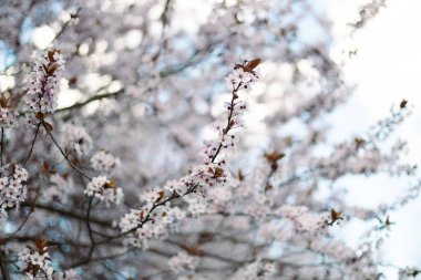 Erik çiçeği ve arka plan mavi gökyüzü bahar mevsiminde.