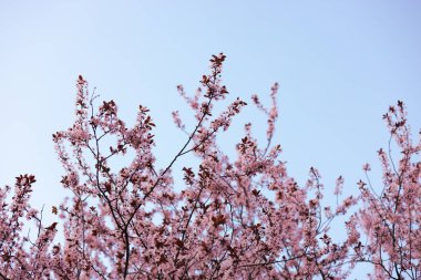 Erik çiçeği ve arka plan mavi gökyüzü bahar mevsiminde.