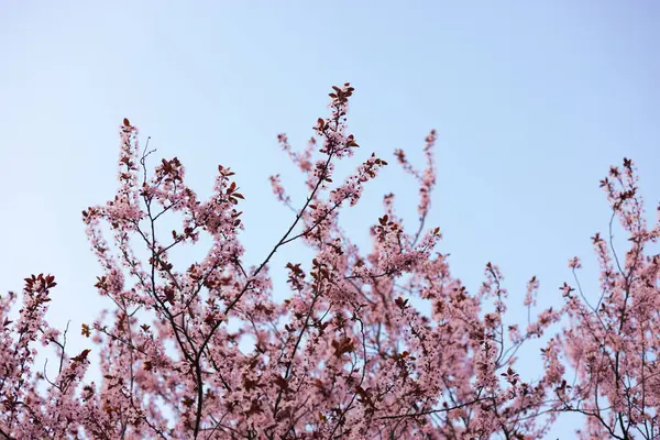 Erik çiçeği ve arka plan mavi gökyüzü bahar mevsiminde.