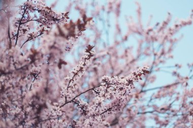 Erik çiçeği ve arka plan mavi gökyüzü bahar mevsiminde.