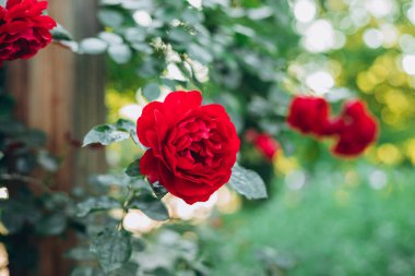 Doğada güzel taze güller. Doğal arka plan, bahçedeki çalılıklardaki güllerin kabarıklığı. Şehir parkının ara sokağındaki kırmızı güllerden oluşan bir çalıya yakın plan.