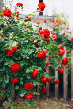 Doğada güzel taze güller. Doğal arka plan, bahçedeki çalılıklardaki güllerin kabarıklığı. Şehir parkının ara sokağındaki kırmızı güllerden oluşan bir çalıya yakın plan.