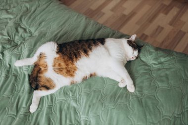 Mutlu ev kedisi yatakta uyuyor. Tatlı beyaz ve düz gri tekir kedi yumuşak sabah ışığında yatakta yatıyor.