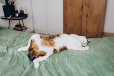 Mutlu ev kedisi yatakta uyuyor. Tatlı beyaz ve düz gri tekir kedi yumuşak sabah ışığında yatakta yatıyor.