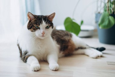 Tekir evcil kedi evde yerde rahatça yatıyor, hayvan konsepti..