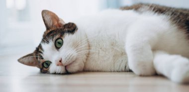 Tekir evcil kedi sırt üstü uzanıyor ve kameraya bakıyor.