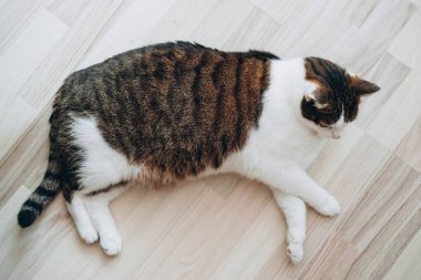 Tekir evcil kedi evde yerde rahatça yatıyor, hayvan konsepti..