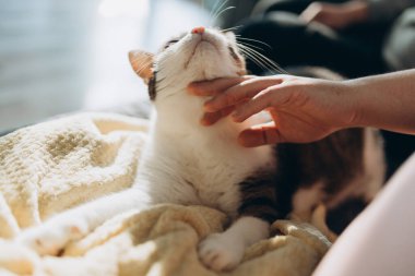 Erkek eli nazikçe bir kediyi kürkünden okşar. Bir kedi ve bir insan arasındaki ilişki. Seçici odaklanma. Kedileri ve insanları severim. İlişki, sansar.