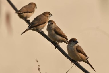 Ağaç dalında oturan bir grup kuş.